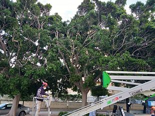 trapani-al-via-le-potature-in-tutta-la-citta-ecco-gli-interventi-previsti