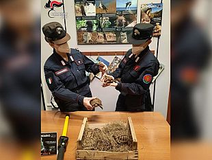 trapani/traffico-di-animali-in-via-di-estinzione-23-persone-denunciate
