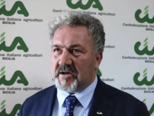 campobello/danni-del-caldo-torrido-al-comparto-vitivinicolo-nota-di-cia-sicilia