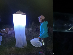 monitoraggi-notturni-nel-lago-di-pantelleria-per-la-ricerca-di-microfarfalle