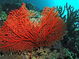 gdf-roan-palermo-sequestrati-700-kg-di-corallo-rosso-denunciati-tre-trapanesi