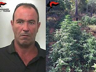 marsala-non-si-fermano-i-controlli-dei-carabinieri-un-soggetto-arrestato-per-detenzione-ai-fini-di-spaccio-ed-un-altra-piantagione-rinvenuta