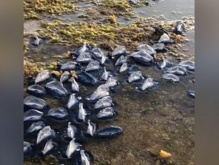 torretta-granitola-spiaggiati-esemplari-di-velella-velella-cose-e-perche-accaduto