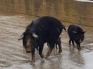 suini-vaganti-per-salemi-attaccati-dai-bracconieri-interviene-enrico-rizzi