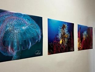pantelleria-nelle-giornate-del-mare-la-mostra-di-foto-subacquee-di-paolo-minzi