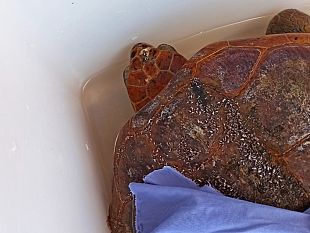 valderice-salvata-nelle-acque-di-bonagia-una-tartaruga-caretta-caretta-ferita