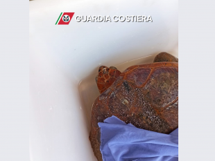 la-capitaneria-di-porto-salva-tartaruga-caretta-caretta-in-difficolta-nelle-acque-di-bonagia