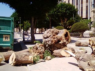 trapani-abbattuta-una-eritrina-per-precauzione-in-piazza-vittorio-veneto