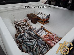 trapani/guardia-costiera-di-trapani-controlli-in-materia-di-pesca-sequestrati-4-quintali-di-pesce