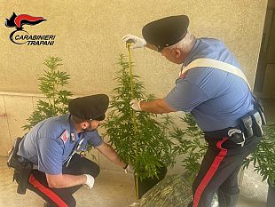 castelvetrano/castelvetrano-coltivazione-casalinga-di-marijuana-arrestato-un-57enne