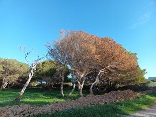 infestazione-delle-pinete-delle-isole-egadi-comune-e-area-marina-protetta-chiedono-intervento-della-regione