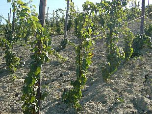 ristori-siccita-i-guardiani-del-territorio-altro-schiaffo-della-regione-al-comparto-viticolo