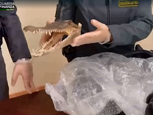 una-testa-di-coccodrillo-in-valigia-denunciato-palermitano-arrivato-da-bangkok