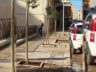 marsala-prosegue-la-piantumazione-di-nuovi-alberi-undici-aranci-selvatici-messi-a-dimora-in-via-bottino