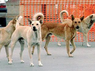 simula-di-essere-stato-morso-da-un-cane-randagio-andra-a-processo-per-tentata-truffa-ai-danni-del-comune
