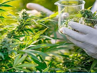 cannabis-pro-e-contro-il-movimento-5-stelle-organizza-un-convegno-a-castelvetrano