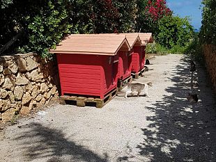 arrivano-a-custonaci-le-casette-rifugio-per-i-gatti-randagi-di-cornino