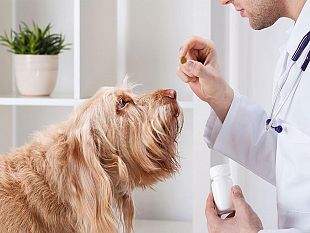 prima-pagina-pet-isoxazoline-una-vera-innovazione-nella-lotta-ai-parassiti-del-cane-e-del-gatto