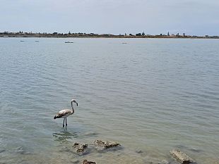 riserva-naturale-delle-saline-di-trapani-e-paceco-la-storia-del-giovane-fenicottero-rosa-tornato-in-liberta