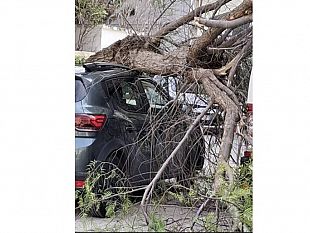 marsala-il-forte-vento-abbatte-un-albero-in-via-dante-alighieri-danneggiata-unauto-in-sosta