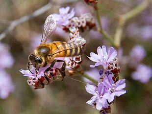 a-pantelleria-il-1-evento-scientifico-internazionale-sugli-impollinatori