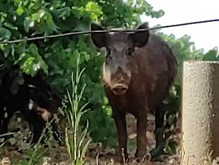emergenza-cinghiali-nel-territorio-mazarese-se-ne-discute-in-consiglio-comunale