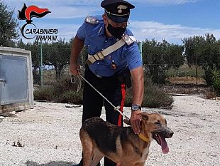 salemi/salaparuta-cane-vittima-di-maltrattamenti-denunciata-la-proprietaria