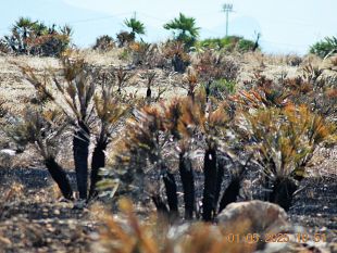 primo-maggio-di-fuochi-nelle-sciare-protette-del-mazarese