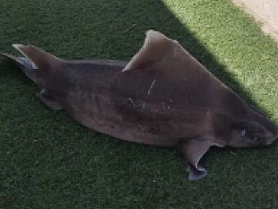 castellammare-del-golfo-pescato-esemplare-di-squalo-angolato