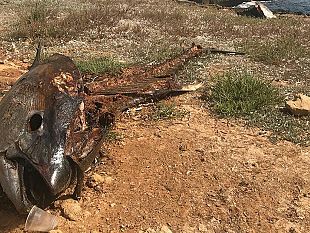 video-mazara-carcasse-di-tonni-abbandonate-a-quarara-usanze-barbare