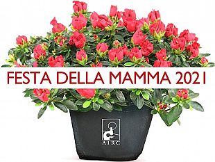 partanna-tornano-le-azalee-della-ricerca