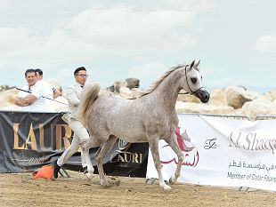 buseto-palizzolo-il-27-e-28-giugno-torna-la-trapani-arabian-horse-cup