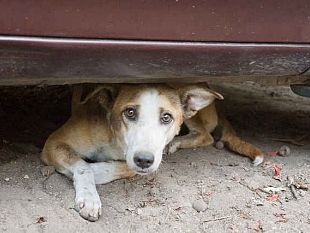 trapani-democrazia-partecipata-previste-azioni-contro-il-randagismo
