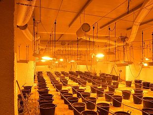 salemi/gdif-trapani-scoperta-a-salemi-una-serra-per-la-coltivazione-di-marijuana