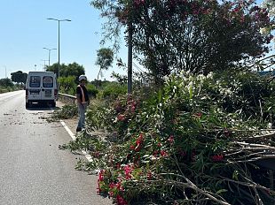trapani-grave-capitozzatura-sugli-oleandri-dello-scorrimento-veloce