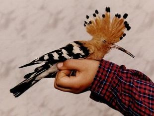 oliver-lab-la-natura-delle-meraviglie-ultimo-laboratorio