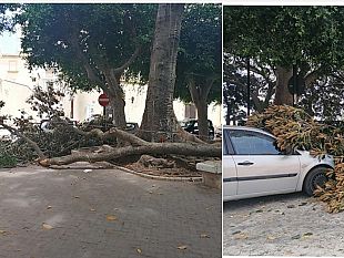 mazara-grosso-ramo-cade-da-un-albero-della-villa-jolanda-coinvolte-due-auto