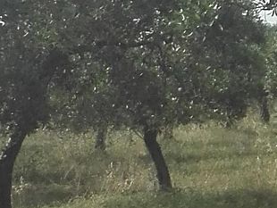 agricoltori-castelvetranesi-ed-enza-viola-incontrano-il-commissario-consorzio-bonifica-sicilia-occidentale