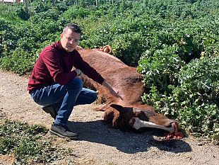 trapani-scoperto-cavallo-ucciso-giro-di-corse-clandestine-in-citta