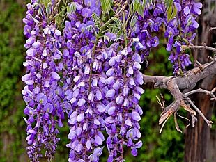 faro-di-posizione-in-ognuno-di-noi-vive-un-glicine-fiorito-la-parola-e-farmaco
