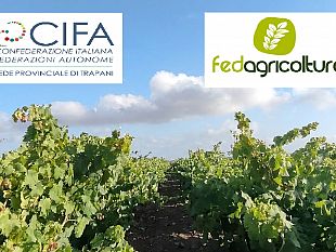 vendemmia-2026-allarme-nel-trapanese-14-milioni-di-ettolitri-di-vino-in-giacenza