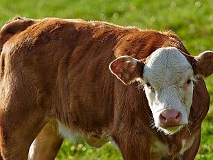 un-vitello-come-premio-alla-festa-del-ss-crocifisso-esplode-la-protesta-animalista-a-calatafimi