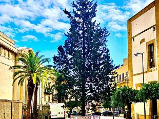 il-primo-albero-di-natale-vero-per-castelvetrano