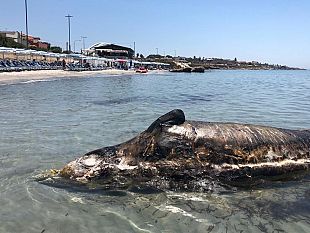 mazara-carcassa-cetaceo-ancora-non-rimossa-aria-irrespirabile-nella-zona