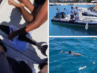 trapani/delfino-rischia-di-morire-vicino-gli-scogli-della-riva-del-mare