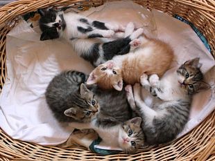 un-gattile-per-castelvetrano-per-dare-un-sostegno-a-centinaia-di-randagi