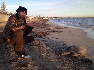 tartaruga-spiaggiata-priva-di-vita-a-tonnarella