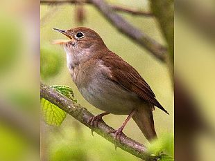 ultime-della-sera-correre-per-volare