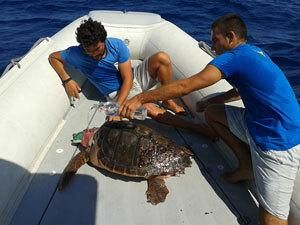 isole-egadi-iniziata-la-realizzazione-del-centro-di-primo-soccorso-per-tartarughe-marine-dell-amp-isole-egadi-a-favignana