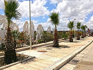 decoro-e-arredo-urbano-a-gibellina-tornano-le-palme